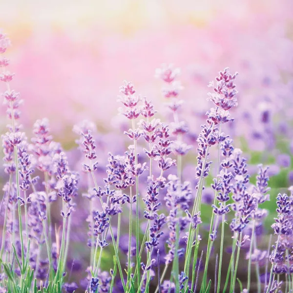 Merk Garden Collection Tuindoek Print Best