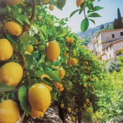 Merk Garden Collection Tuindoek Print Best