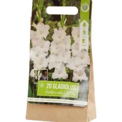 Green Boots Gladiolen Bloembollen Outlet