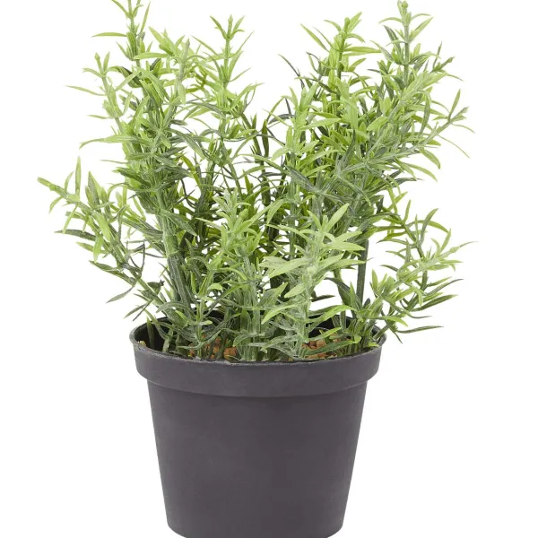 Merk Kunstkruidenplant Clearance