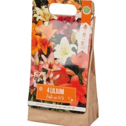 Green Boots Lelie Bloembollen Rood