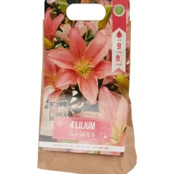 Green Boots Lelie Bloembollen Rood